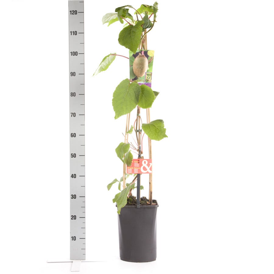  Kiwiplant (Actinidia 'Jenny')