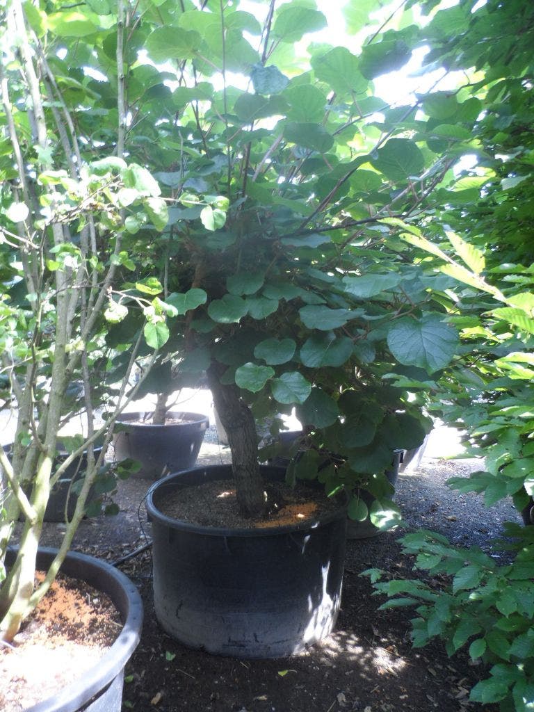  Kiwiplant (Actinidia 'Jenny')