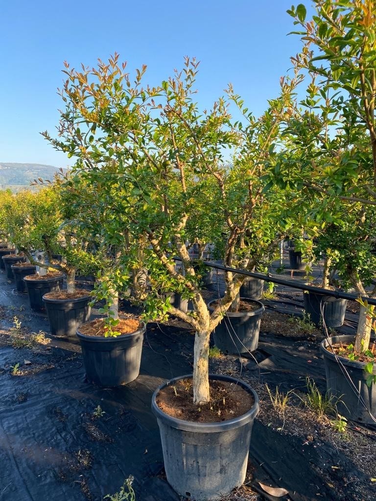  Granaatappel Als Solitair (Punica Granatum)