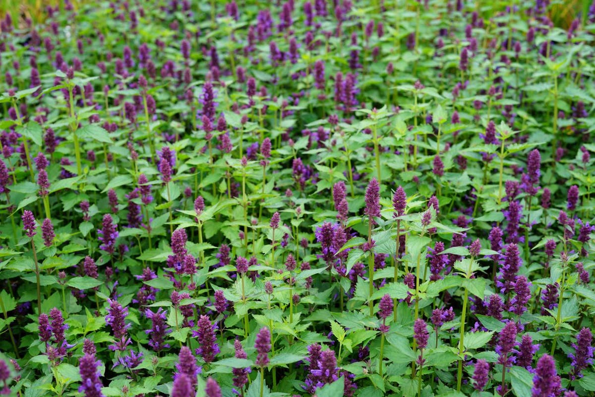  Dropplant (Agastache 'Blue Boa')