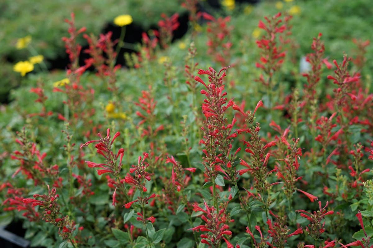  Dropnetel (Agastache 'Kudos Red')