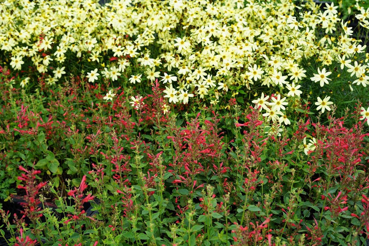  Dropnetel (Agastache 'Kudos Red')