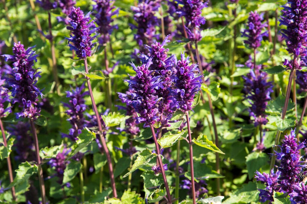  Dropplant (Agastache 'Blue Boa')