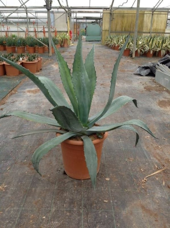  Agave (Agave Americana)