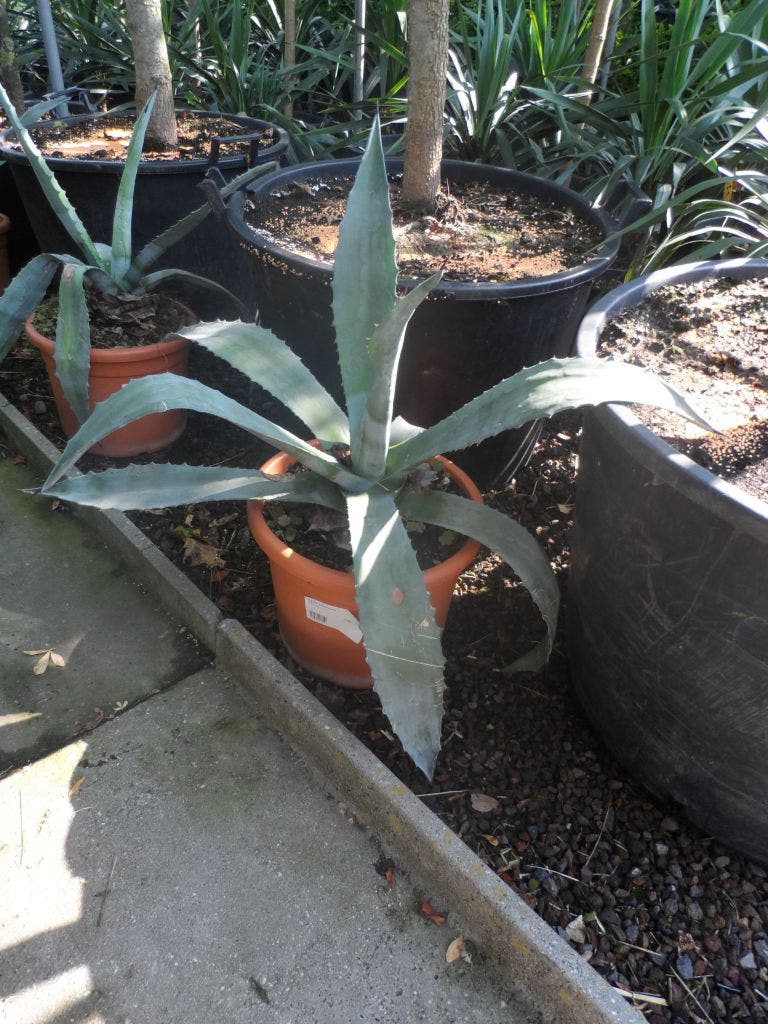  Agave (Agave Americana)