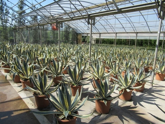  Agave (Agave Americana 'Variegata')