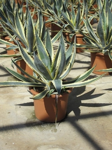  Agave (Agave Americana 'Variegata')