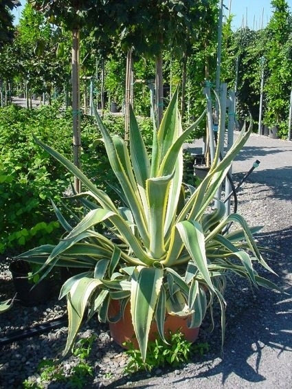  Agave (Agave Americana 'Variegata')
