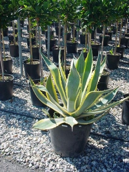  Agave (Agave Americana 'Variegata')