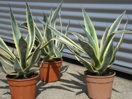  Agave (Agave Americana 'Variegata')