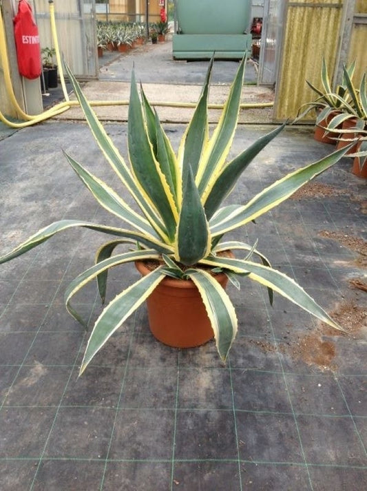  Agave (Agave Americana 'Variegata')