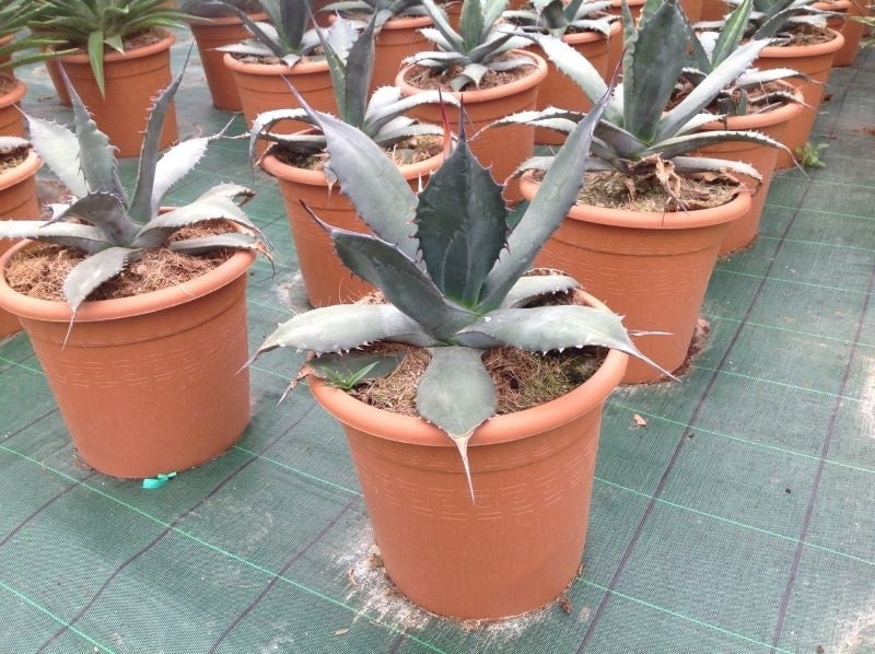  Agave (Agave 'Ferox')