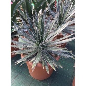  Winterharde Agave (Agave Shidigera)