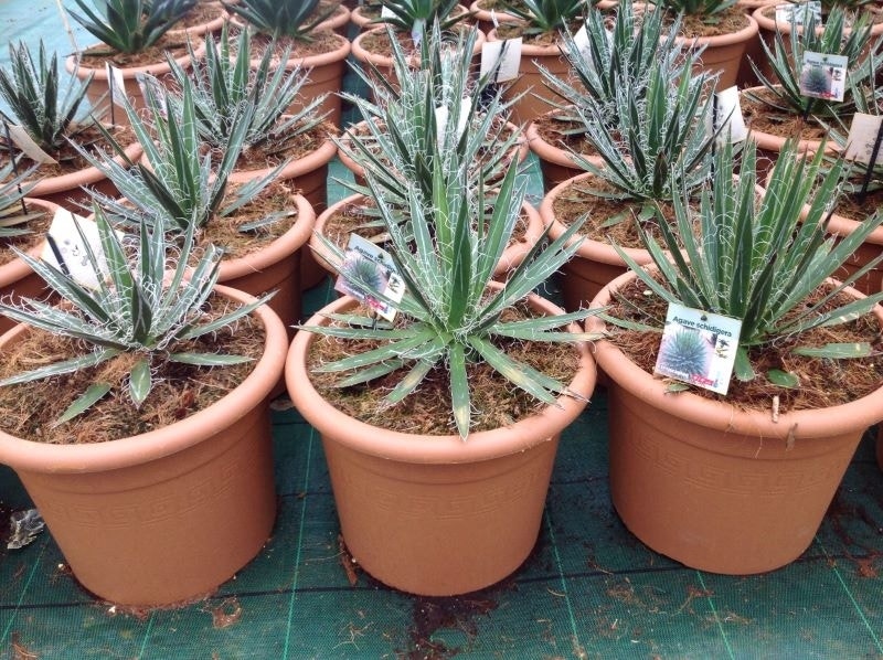  Winterharde Agave (Agave Shidigera)