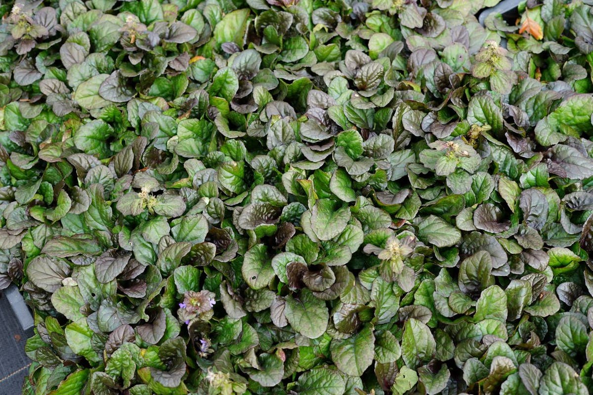  Zenegroen (Ajuga Reptans 'Braunherz')
