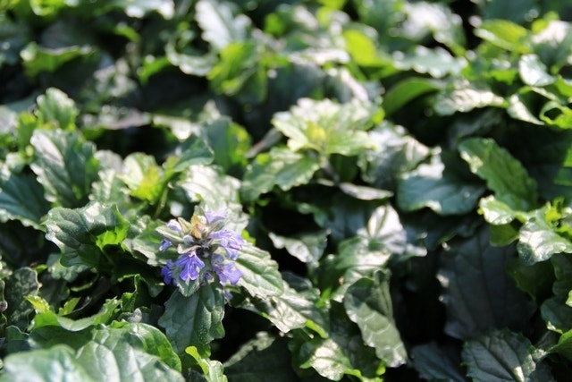  Zenegroen (Ajuga Reptans)