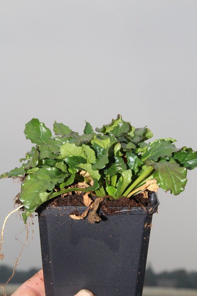  Zenegroen (Ajuga Reptans)