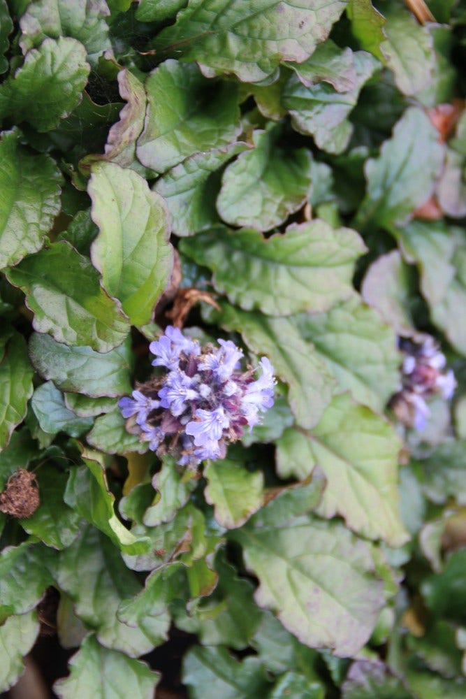  Zenegroen (Ajuga Reptans)