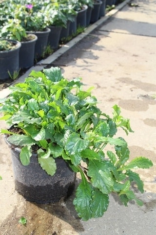  Zenegroen (Ajuga Reptans)