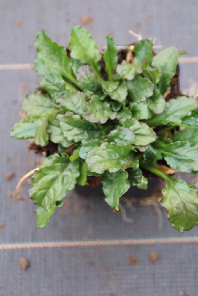  Zenegroen (Ajuga Reptans)