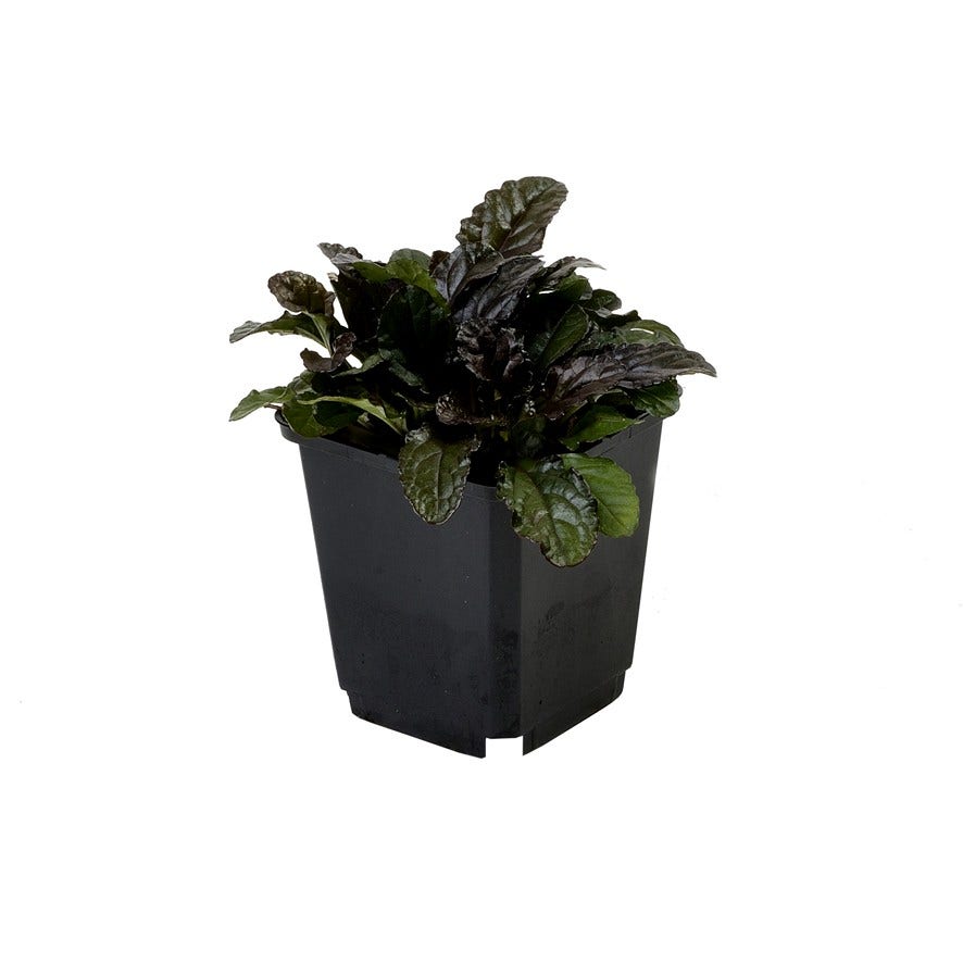  Zenegroen (Ajuga Reptans 'Atropurpurea')
