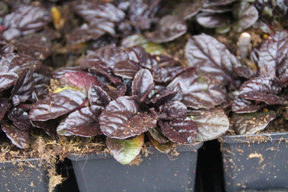  Zenegroen (Ajuga Reptans 'Atropurpurea')