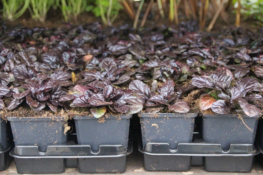  Zenegroen (Ajuga Reptans 'Atropurpurea')