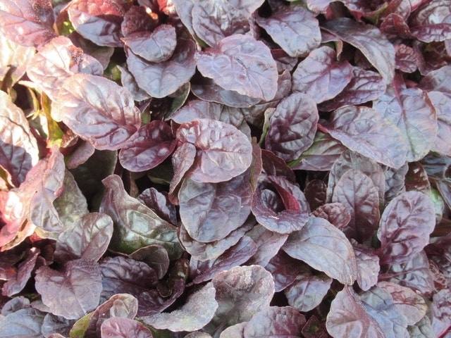  Zenegroen (Ajuga Reptans 'Atropurpurea')