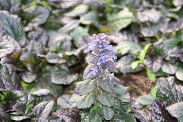  Zenegroen (Ajuga Reptans 'Braunherz')