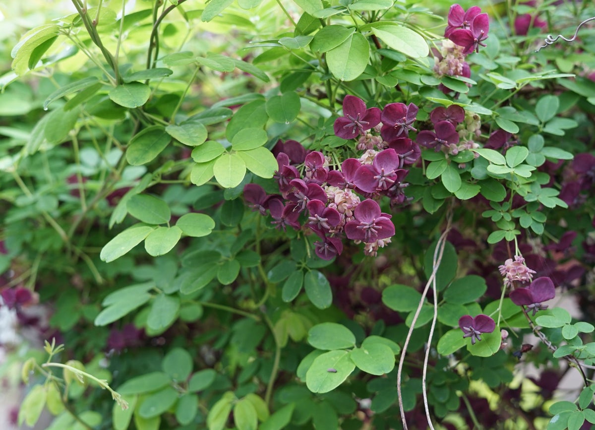  Akebia (Akebia Quinata)
