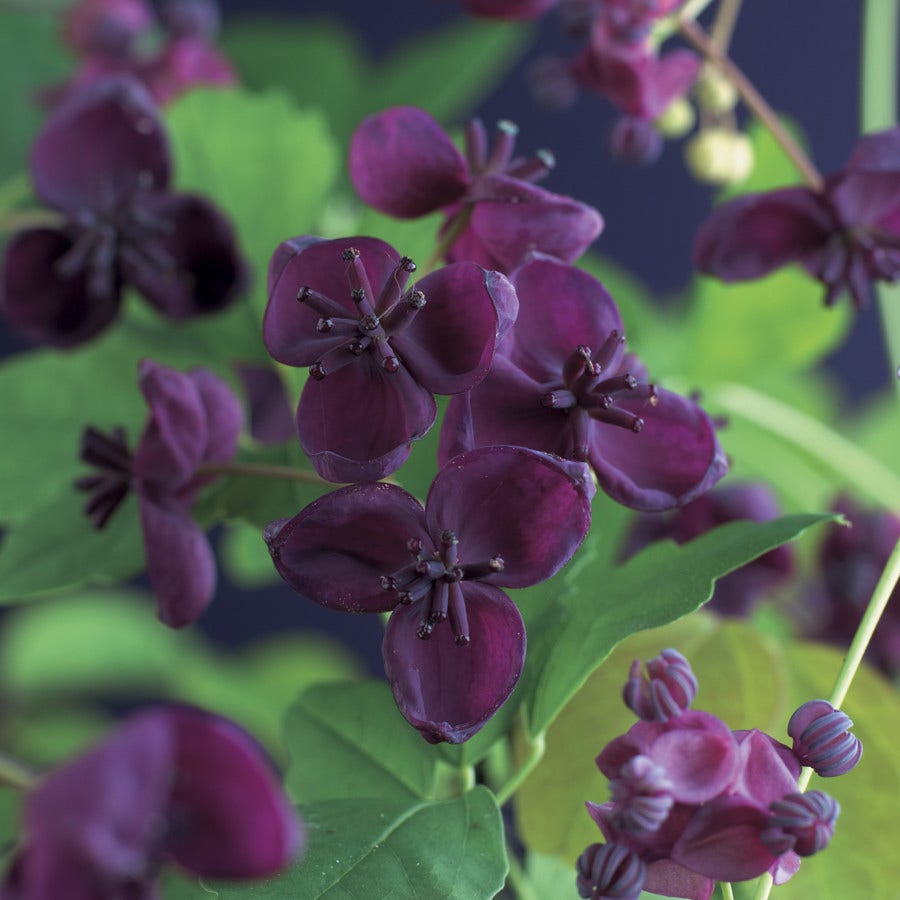  Akebia (Akebia Quinata)