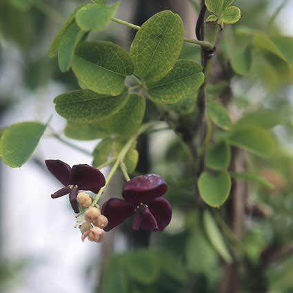  Akebia (Akebia Quinata)