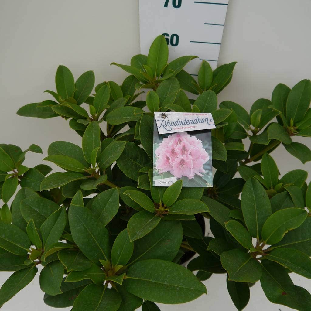  Rhododendron (Rhododendron 'Albert Schweitzer')