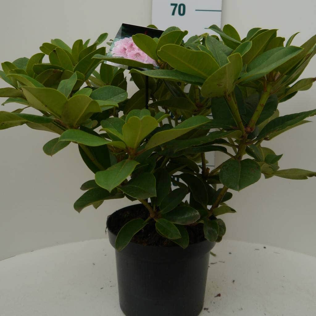  Rhododendron (Rhododendron 'Albert Schweitzer')