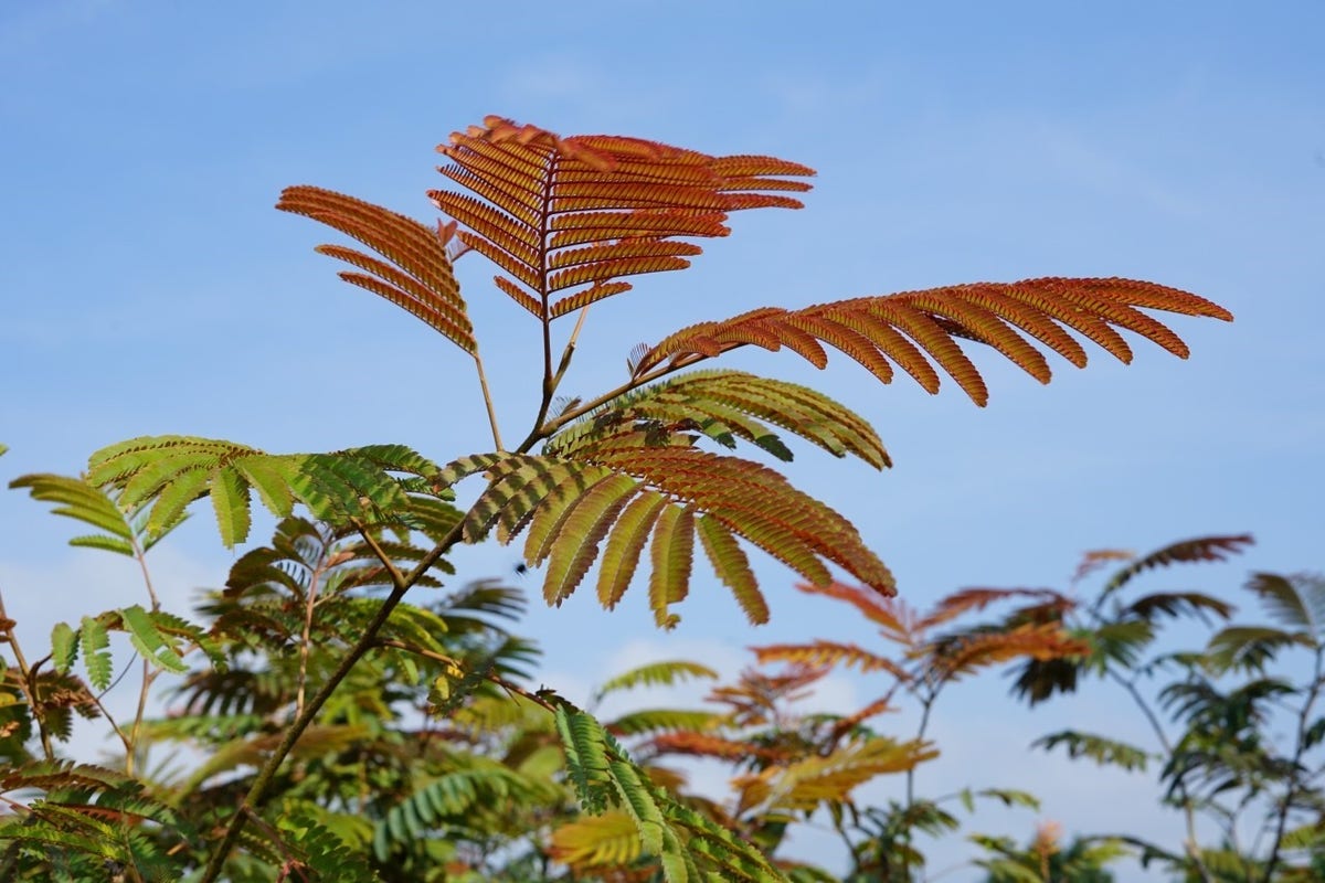  Perzische Slaapboom Als Struik (Albizia Julibrissin ‘Evey’s Pride’)