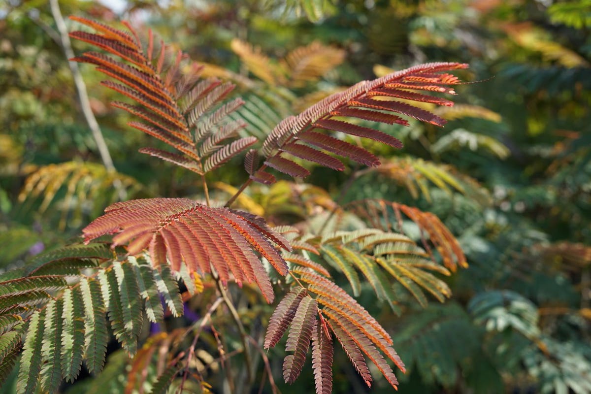  Perzische Slaapboom Als Struik (Albizia Julibrissin ‘Evey’s Pride’)