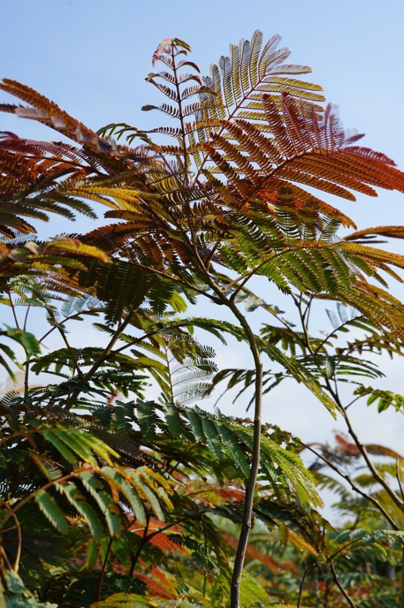  Perzische Slaapboom Als Struik (Albizia Julibrissin ‘Evey’s Pride’)