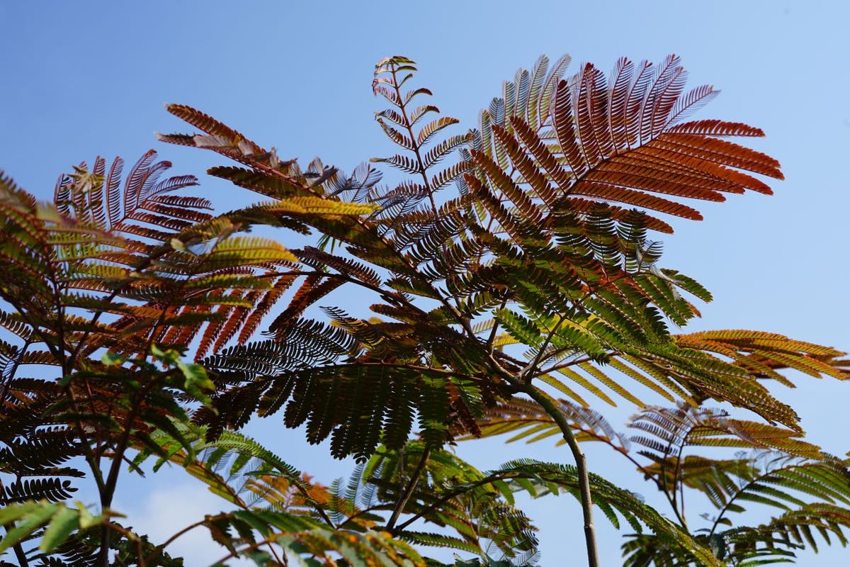  Perzische Slaapboom Als Struik (Albizia Julibrissin ‘Evey’s Pride’)