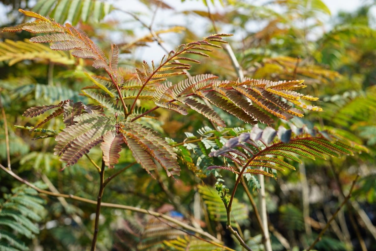  Perzische Slaapboom Als Struik (Albizia Julibrissin ‘Evey’s Pride’)