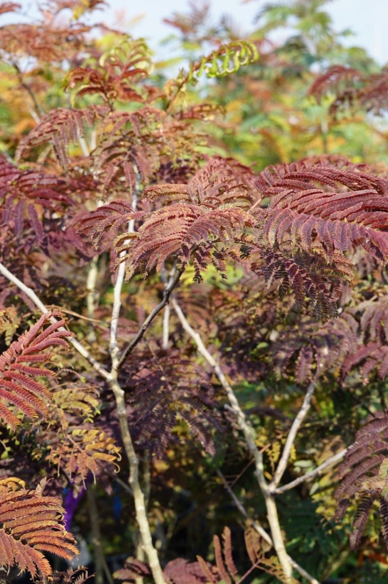  Perzische Slaapboom Als Struik (Albizia 'Summer Chocolate')