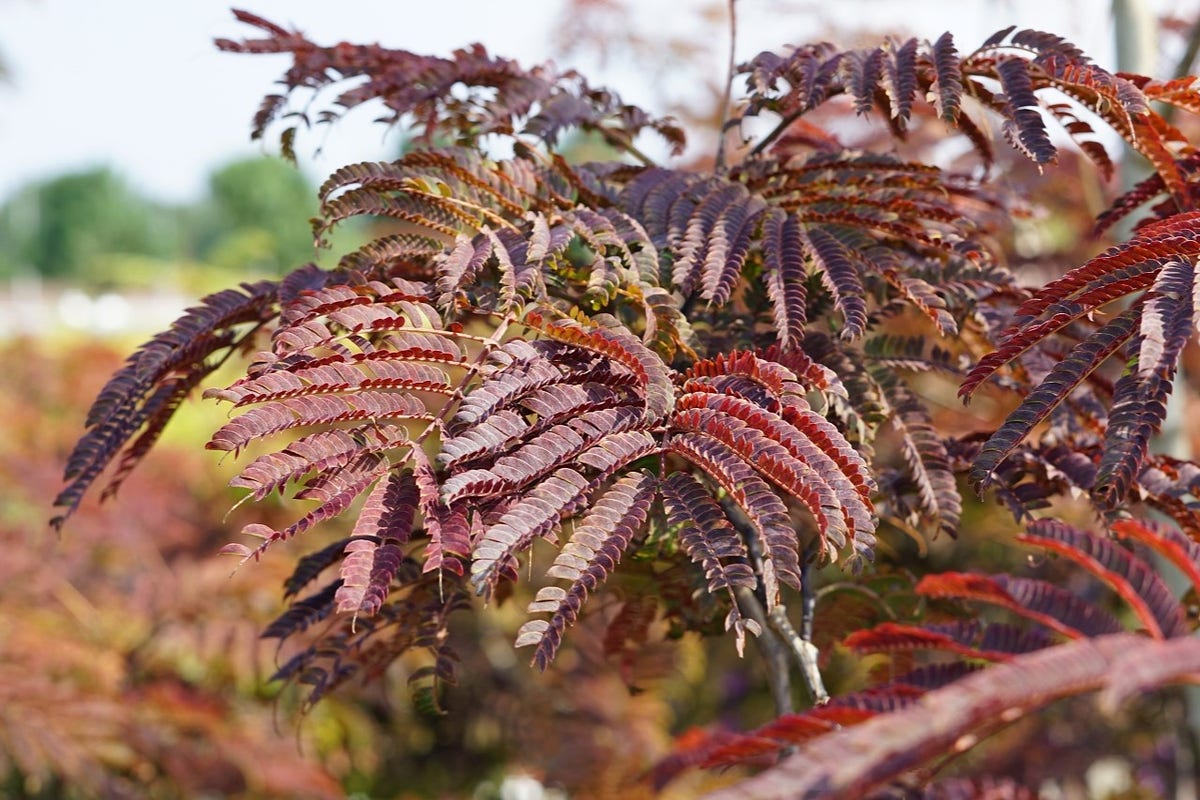  Perzische Slaapboom Als Struik (Albizia 'Summer Chocolate')