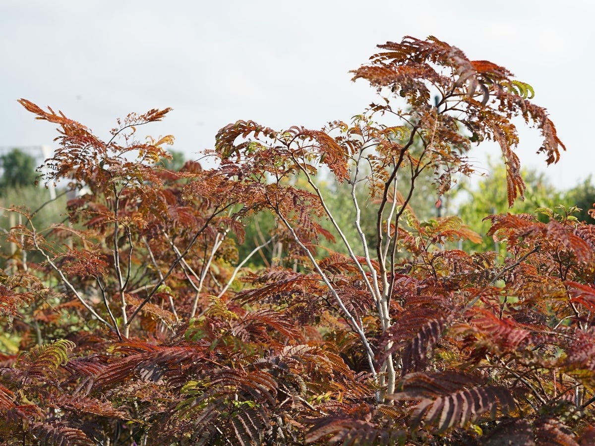  Perzische Slaapboom Als Struik (Albizia 'Summer Chocolate')