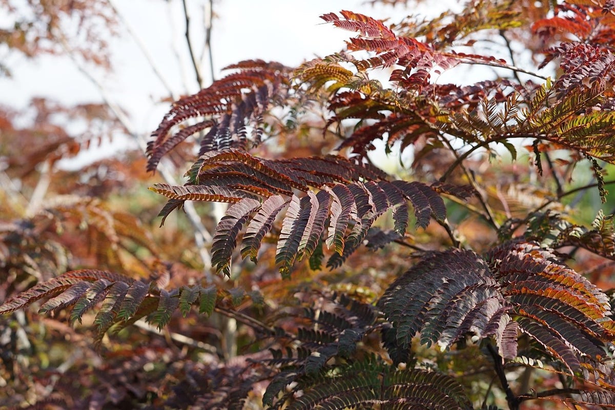  Perzische Slaapboom Als Struik (Albizia 'Summer Chocolate')