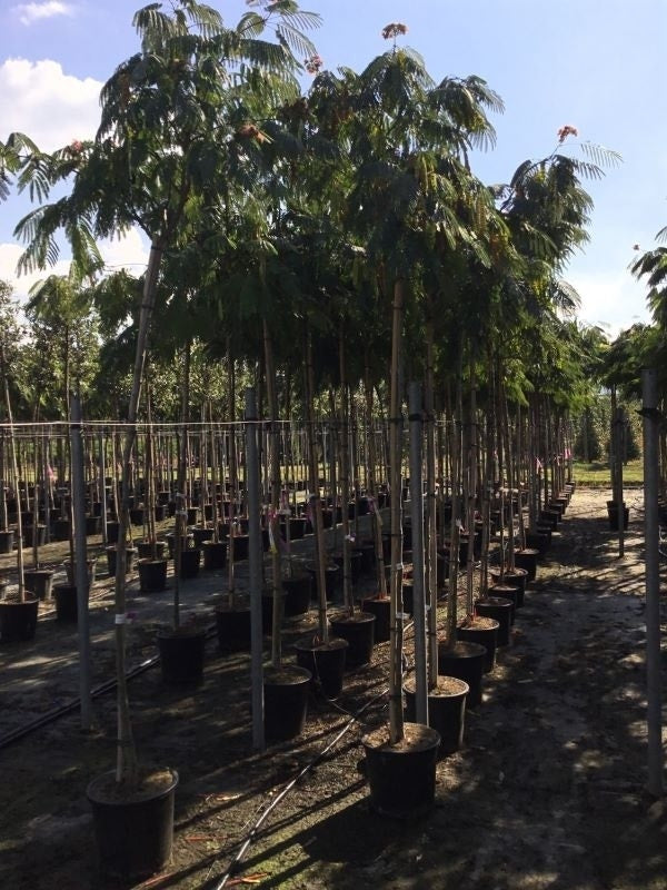  Perzische Slaapboom Op Stam (Albizia Julibrissin 'Ombrella' )