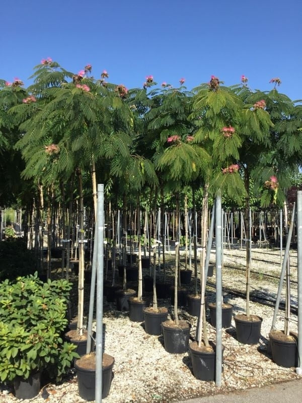  Perzische Slaapboom Op Stam (Albizia Julibrissin 'Ombrella' )