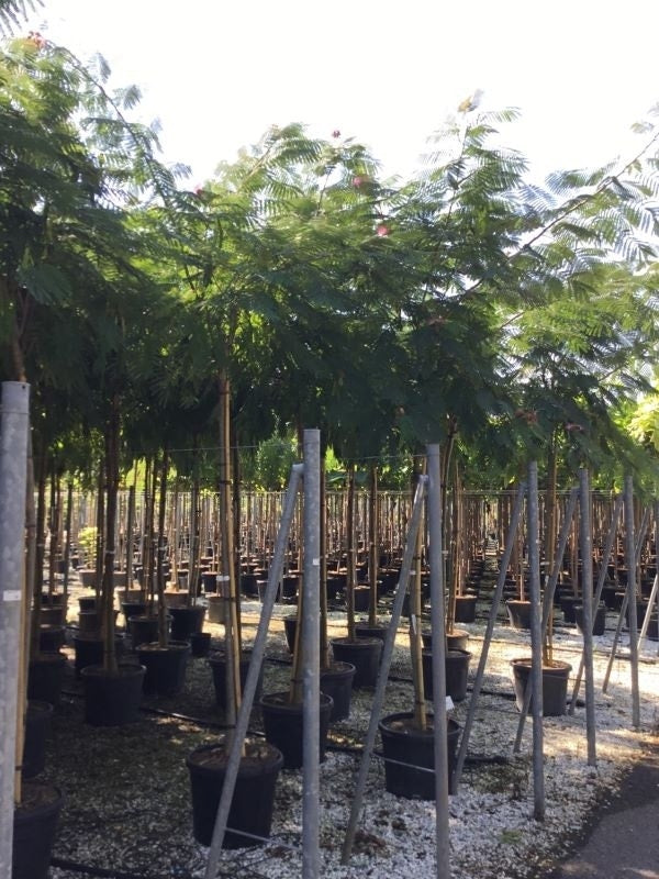  Perzische Slaapboom Op Stam (Albizia Julibrissin 'Ombrella' )