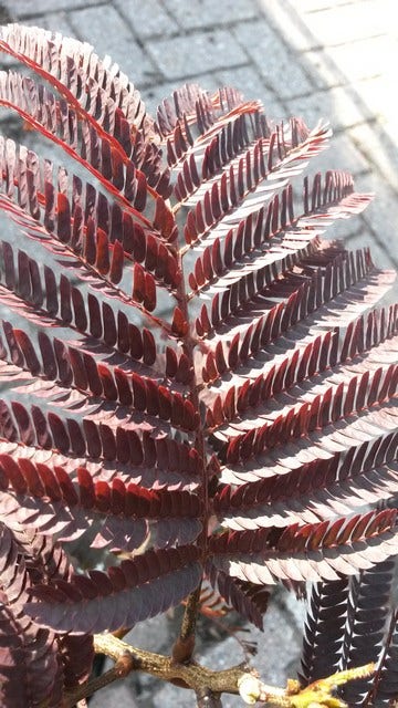  Perzische Slaapboom Als Boom (Albizia Julibrissin 'Summer Chocolate')
