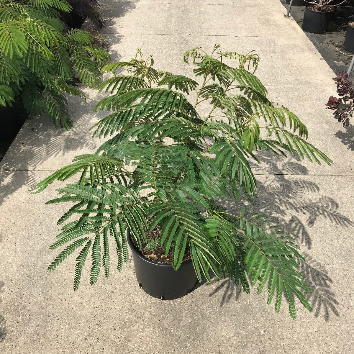  Perzische Slaapboom Als Struik (Albizia Julibrissin 'Ombrella')