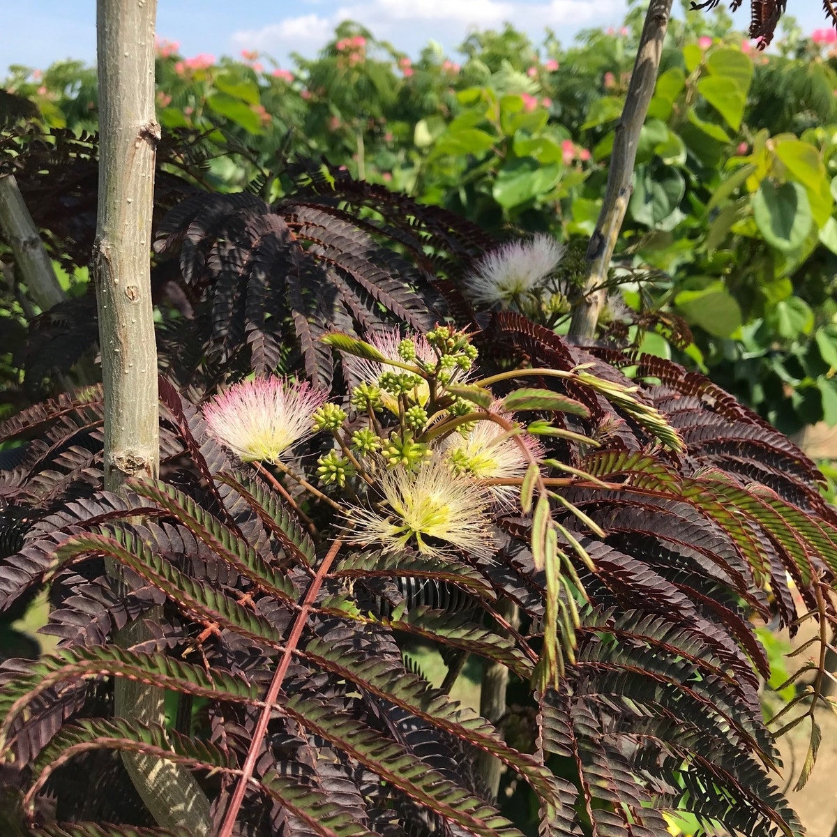  Perzische Slaapboom Als Struik (Albizia 'Summer Chocolate')