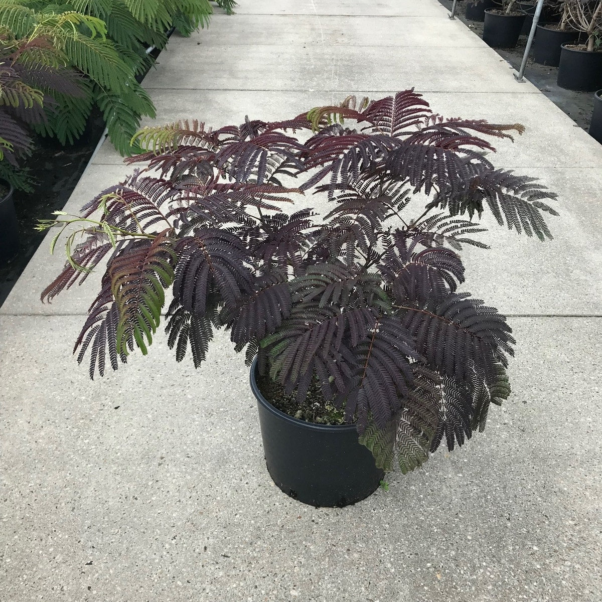  Perzische Slaapboom Als Struik (Albizia 'Summer Chocolate')